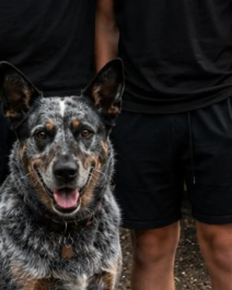Luna, Junk Command's Blue Heeler Chief Cleanup Officer